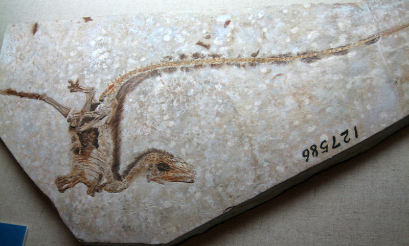 Illustration for article titled A Comprehensive Guide to Dinosaur Feathers and Scales